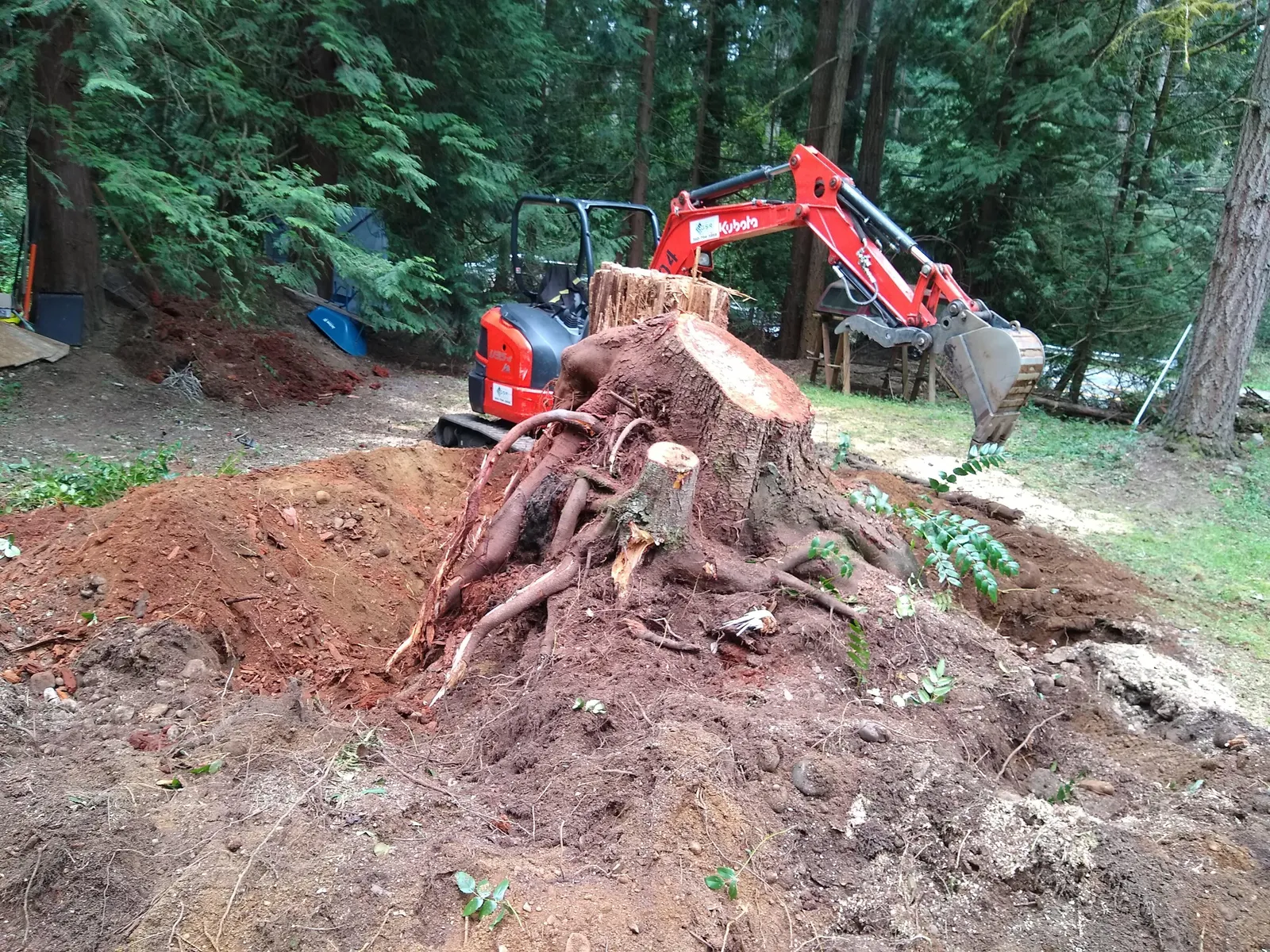 Large tree stump dug out with its roots exposed, a mini excavator behind it